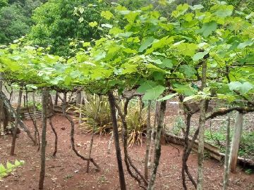 PLANTA��O