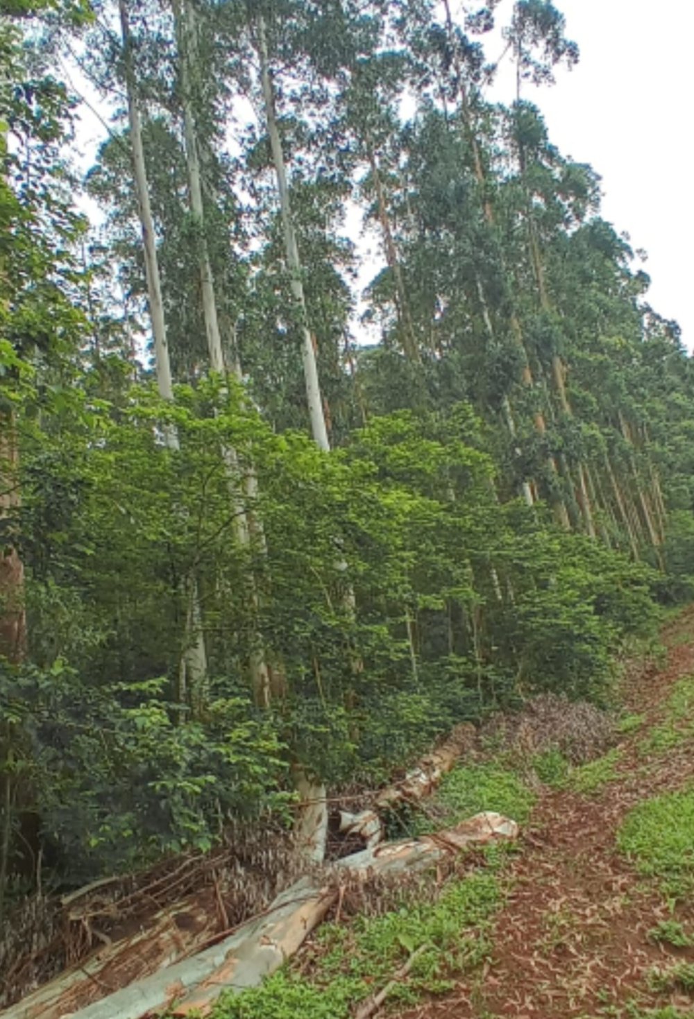 Rural - Venda - Lageado Paca - Aratiba - RS