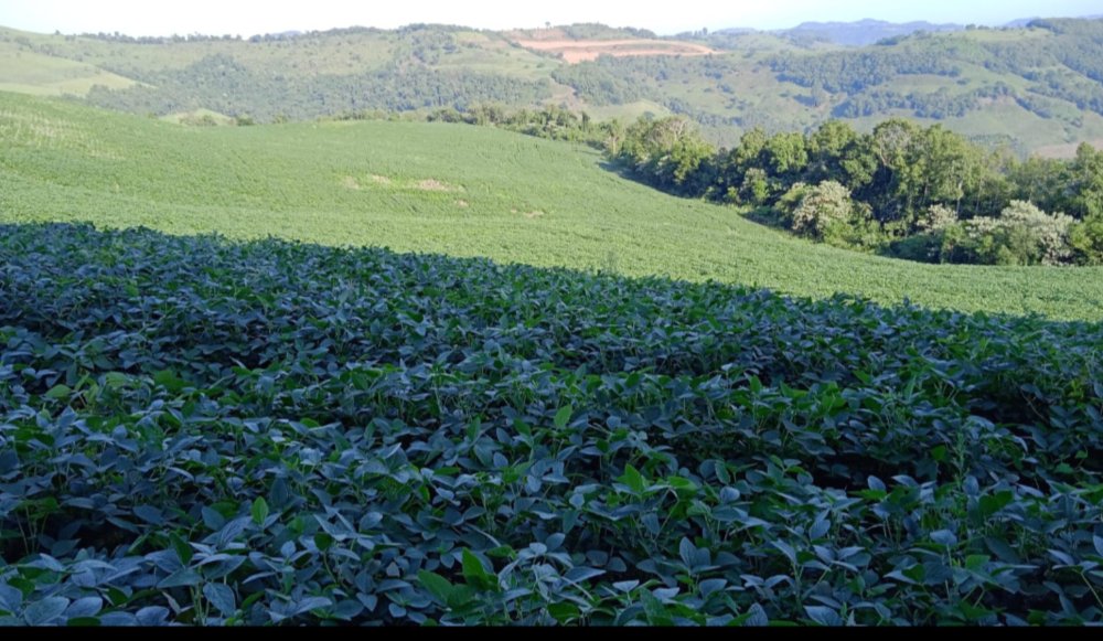rea - Venda - Linha - Barra do Rio Azul - RS