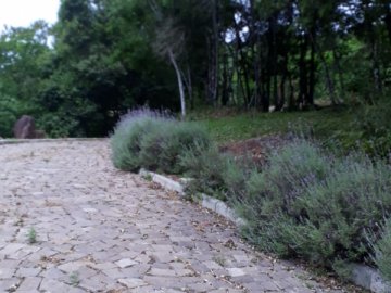 JUNTO A NATUREZA