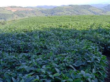 INDICADO A PLANTIO